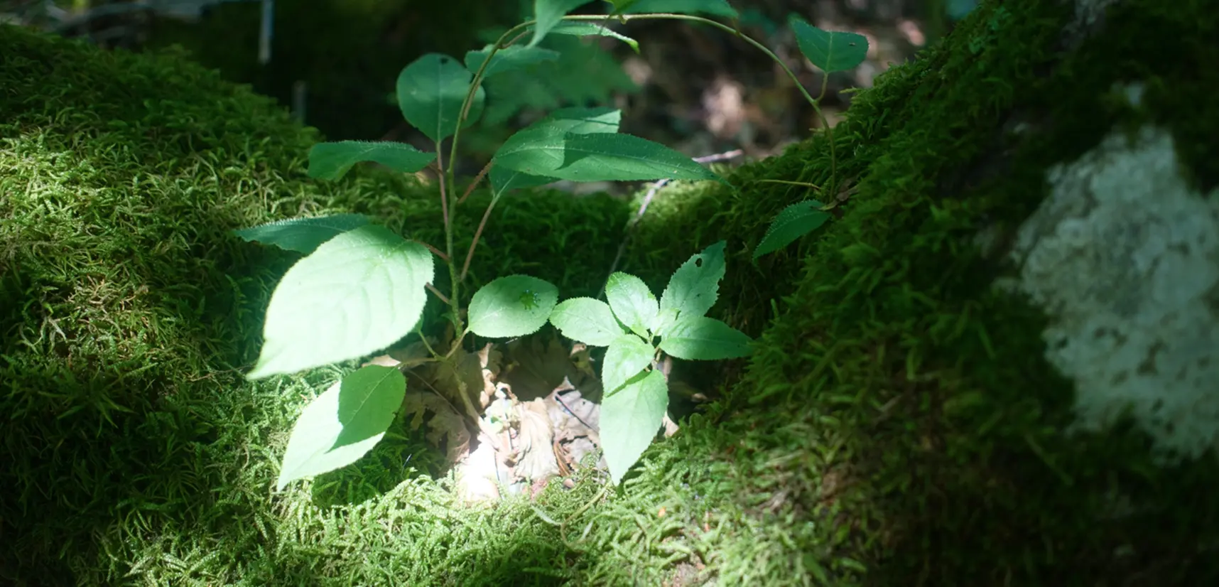 苔むした森の中で光を浴びる若葉